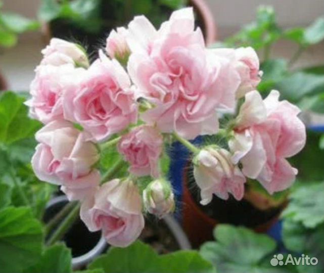 Герань пеларгония розебудная Ч.2