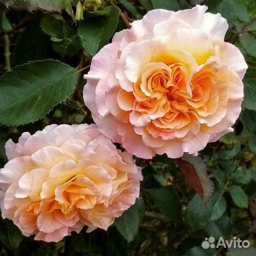 Роза Джеф артист в трехлитровом горшке