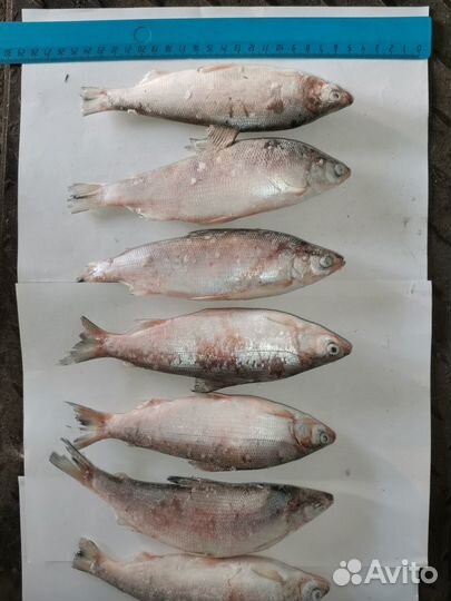 Опт речная рыба