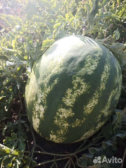 Арбуз оптом