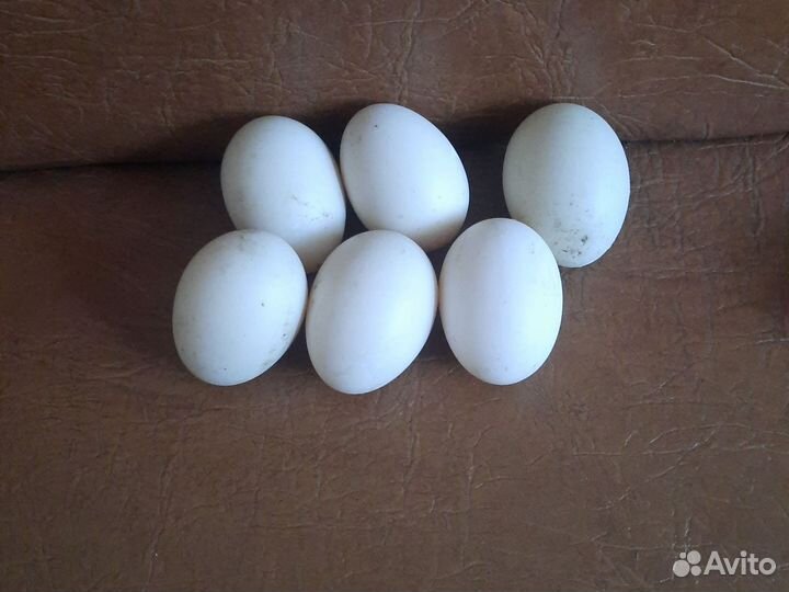 Инкубационное яйцо индоутки