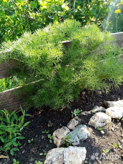 Ромашка аптечная