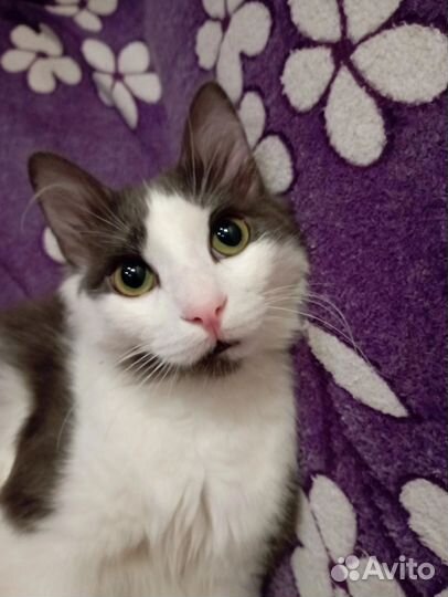 Котик хочет домой