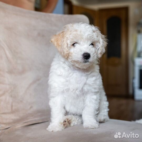 Щенки бишон фризе