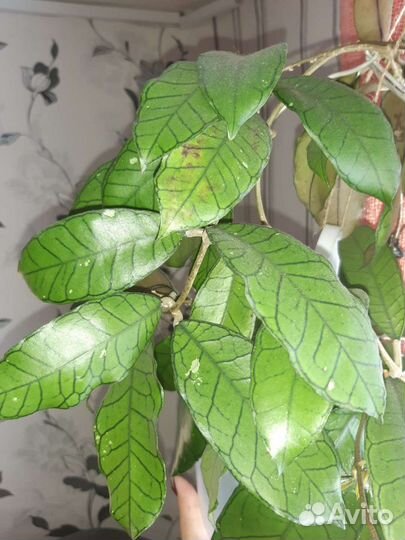 Хойя borneo Gunung Gading/мишель