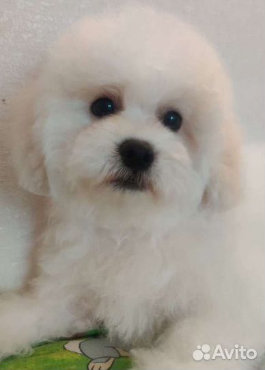 Щенок Бишон фризе