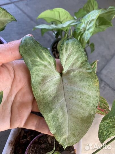 Сингониум 3 сорта