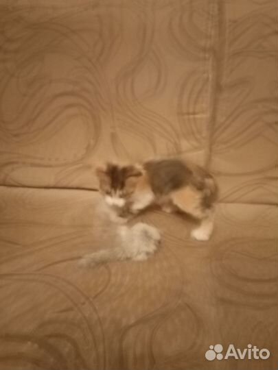 Котята отдам бесплатно