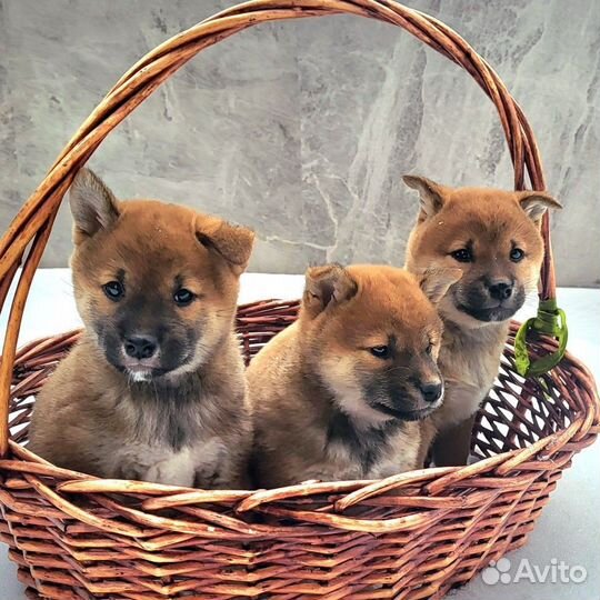 Щенки сиба ину