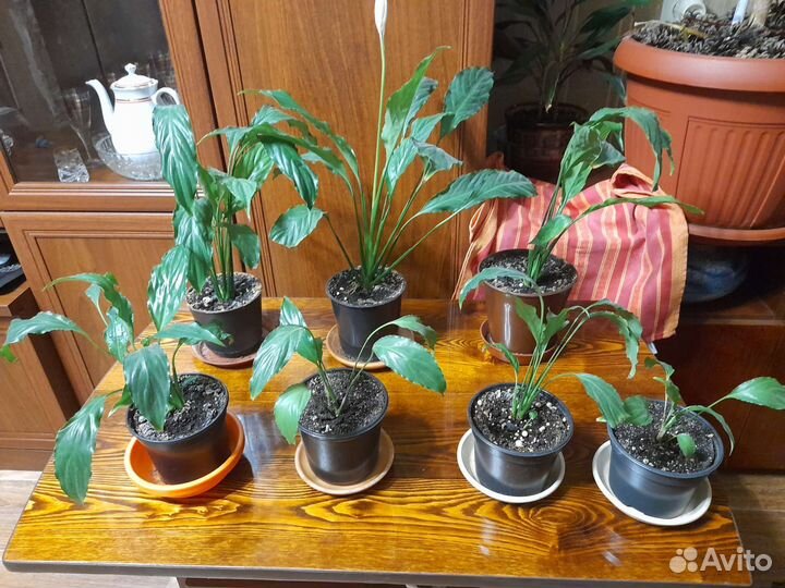 Спатифиллум