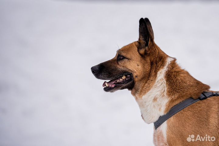 Собака в дар