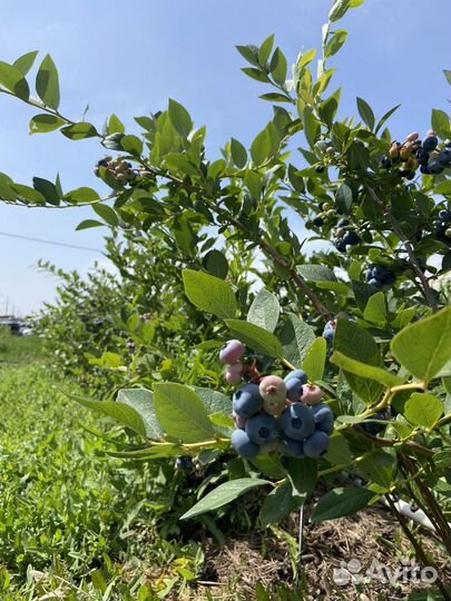 Голубика садовая саженцы