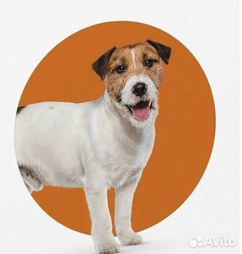 Обработка собак от клещей