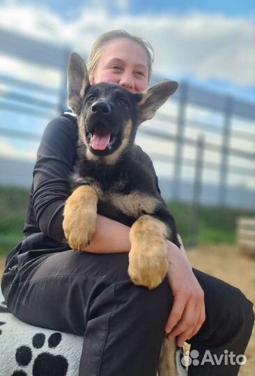 Великолепные щенки немецкой овчарки