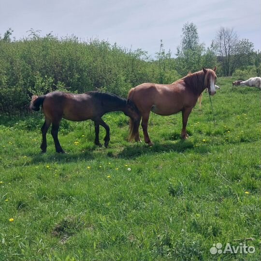 Лошадь кобыла жеребенок