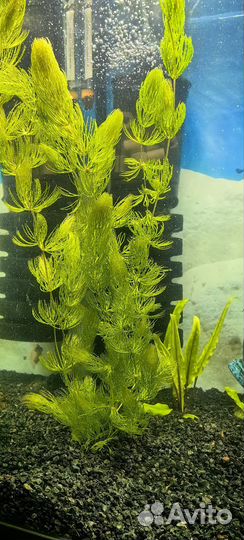 Роголистник