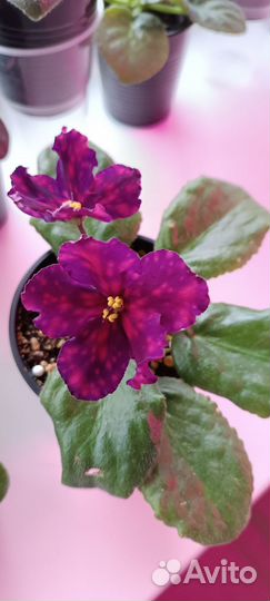 Сортовые цветущие фиалки