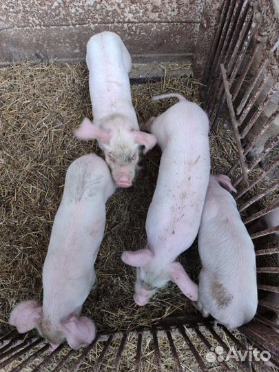 Поросенок помесь ладрас + сибирская + дюрок