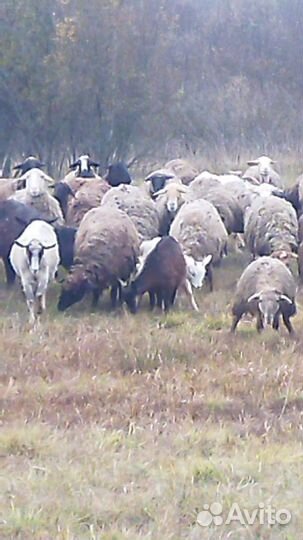 На продажу, овцы, матки, ягнята и козы