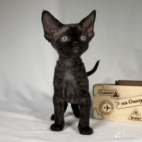 Котята девон рекс