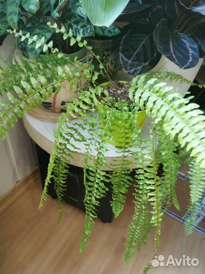 Папоротник нефролепис Тайгер