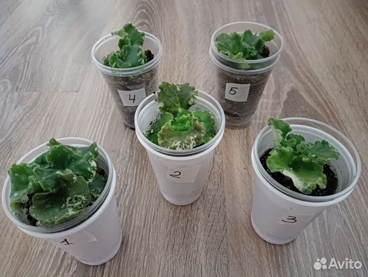 Фиалка Ян-Каприз(детки)