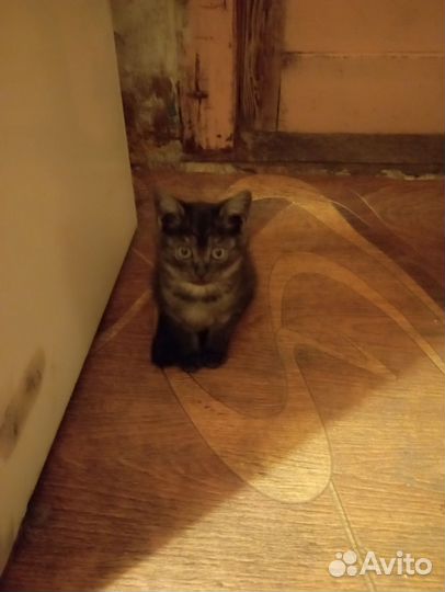 Котята от вислоухой кошки