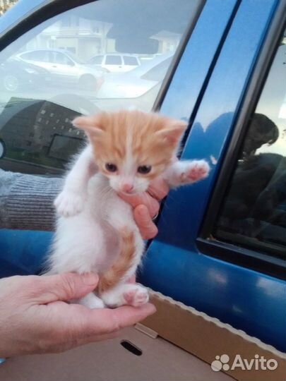 Котята ищут семью