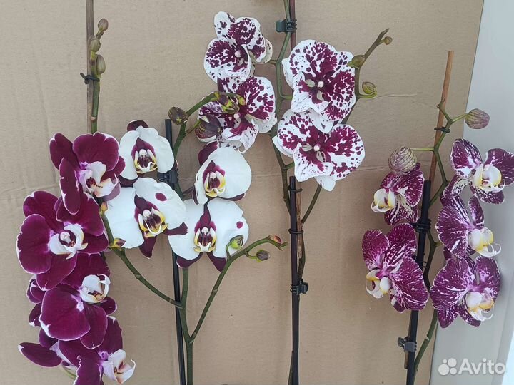 Фаленопсис в ассортименте