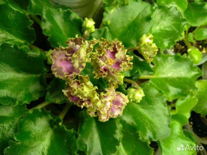 Сортовые фиалки,детки,листья