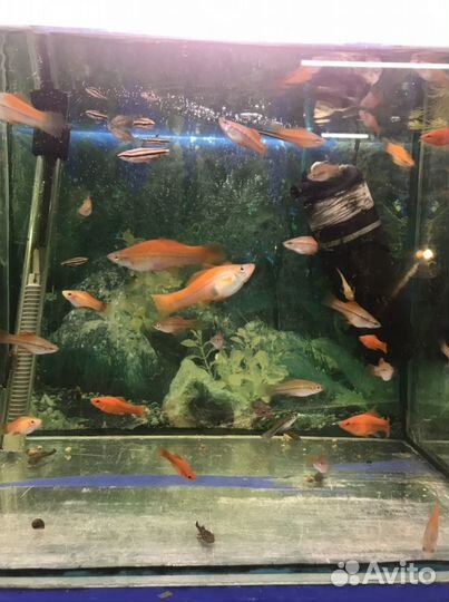 Микрорасбора