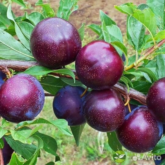 Саженцы шарофуга