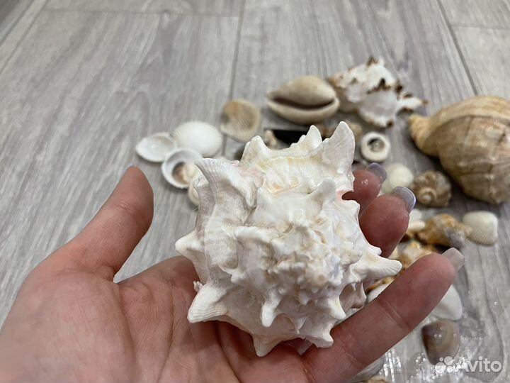 Ракушки и раковины морские