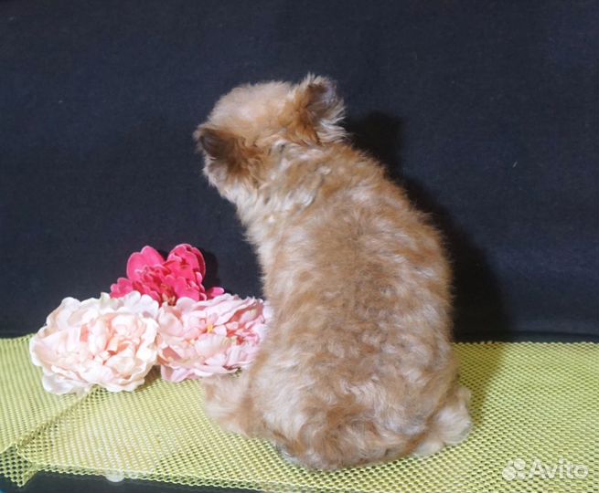 Йоркширский терьер шоколадная мини девочка