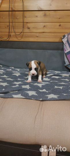 Продажа щенков