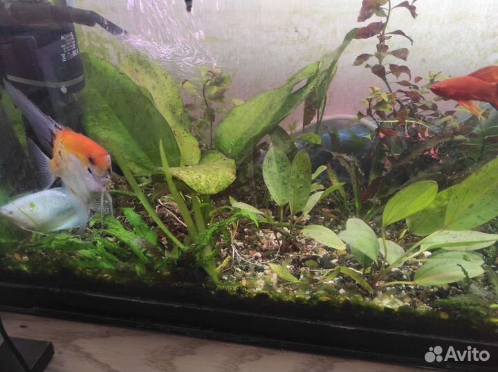 Аквариумные растения