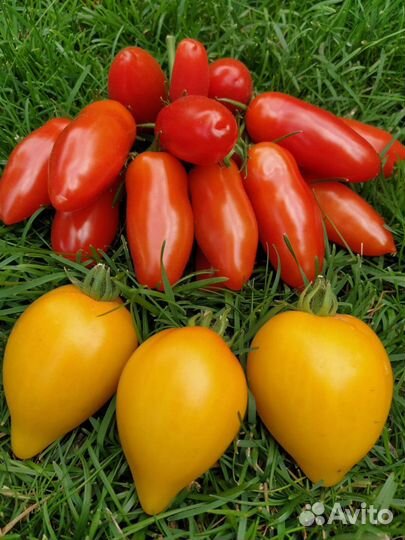 Семена томатов крупноплодных и экономических
