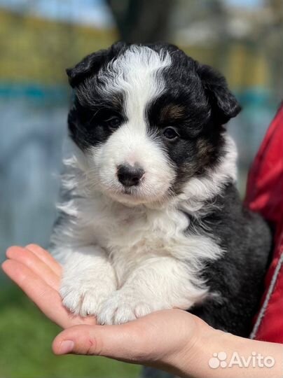 Бордер колли. Девочки)