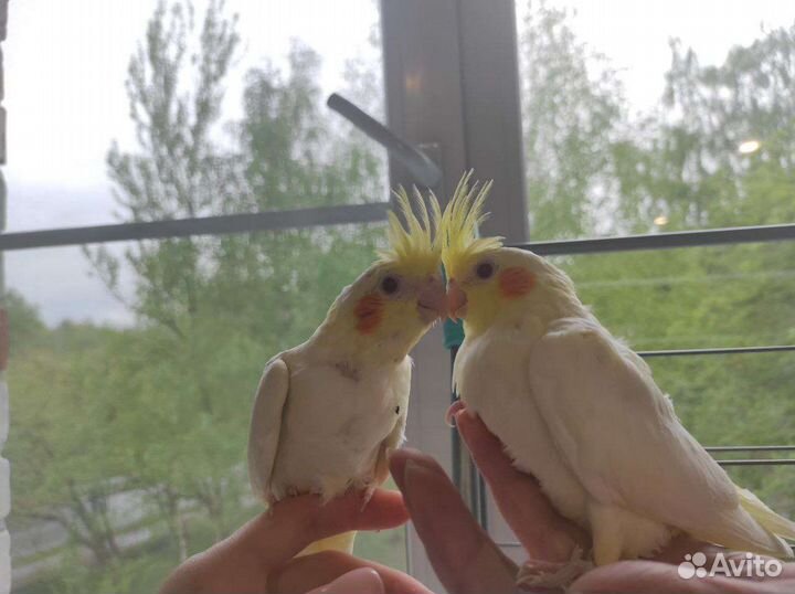 Ручные птенцы Кореллы