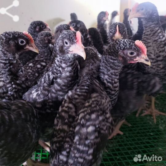 Подрощннные цыплята доминант 959,дс109