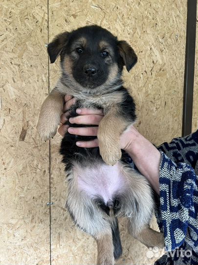 Щенки помесь немецкой овчарки