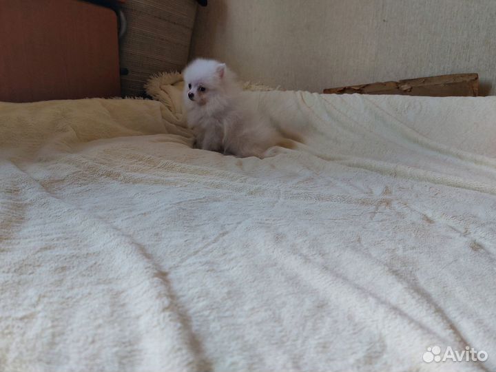 Померанский шпиц мини