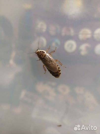 Мраморный таракан