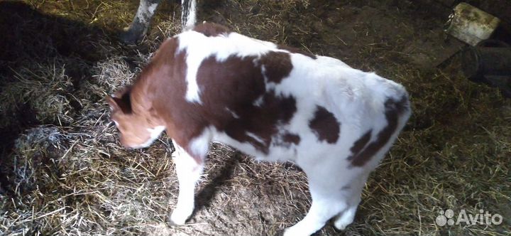Продаю домашний скот