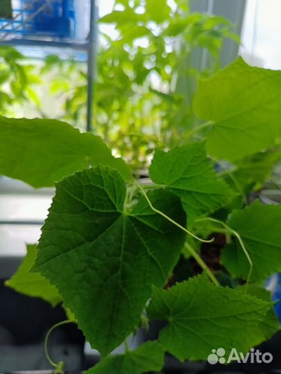 Рассада огурцов, перцев, помидор,итд