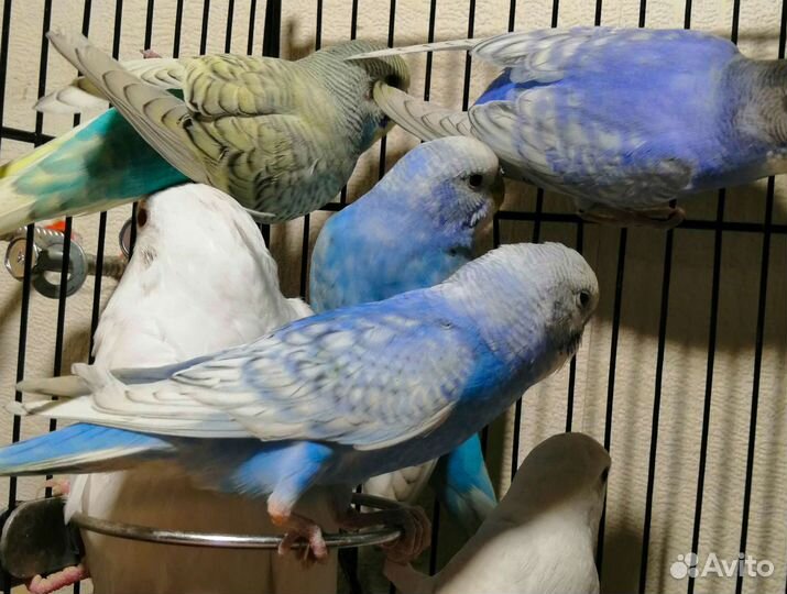 Попугай корелла, волнистый. или обмен