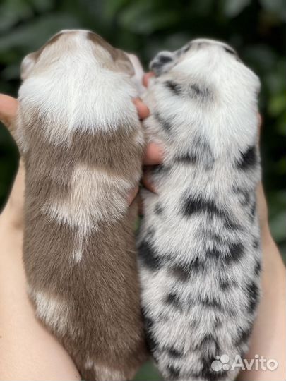 Австралийская овчарка аусси