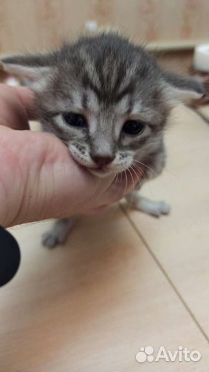 Котята с добрые руки