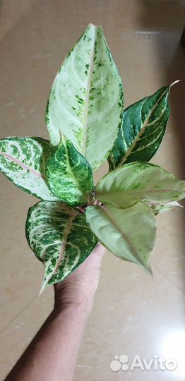 Aglaonema Luсky Army и др
