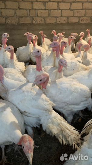 Индюшата подрощенные